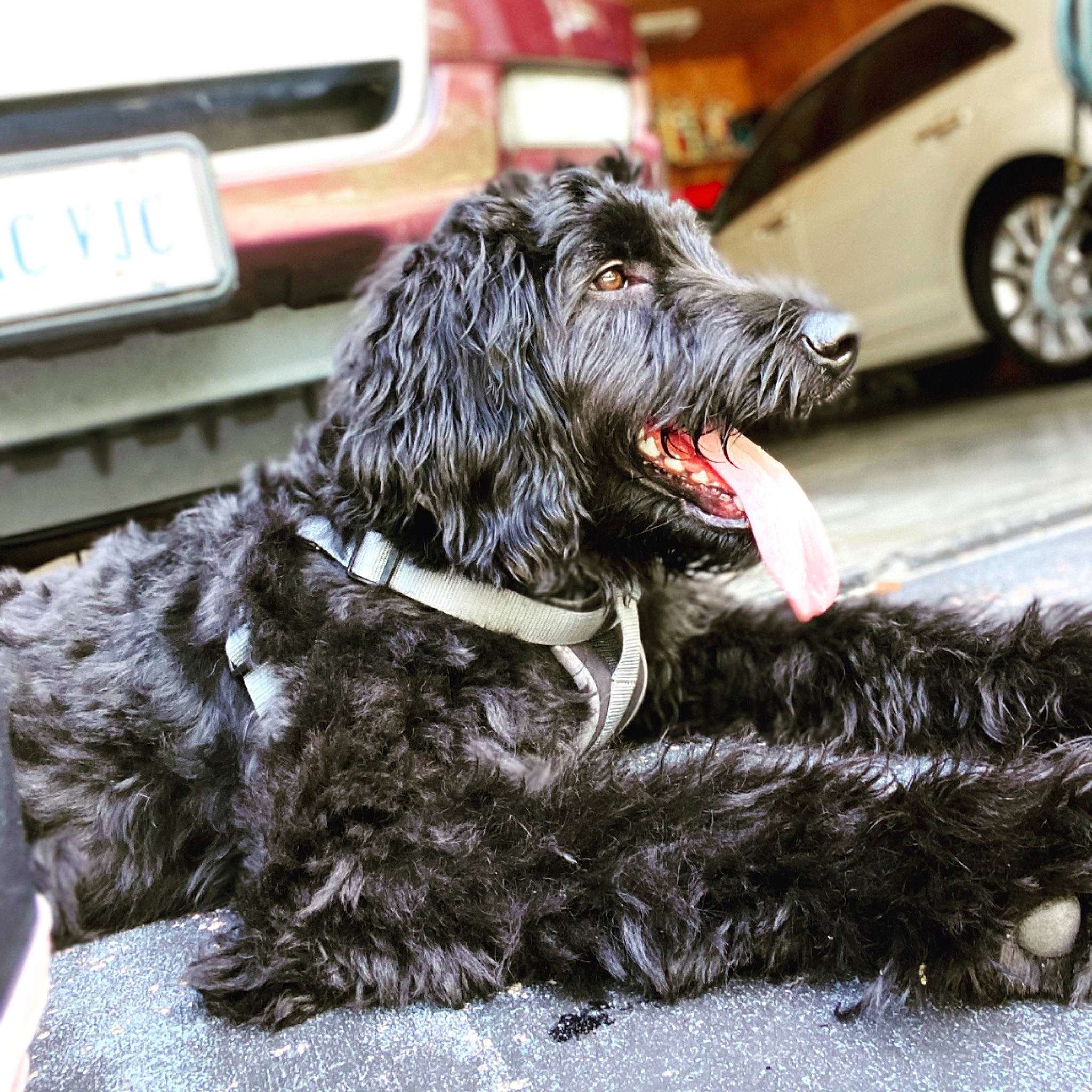 Merlot joined the competition — help win amazing prizes! canidae, car, carnivore, collar, companion_dog, dog, dog_breed, dog_collar, fur, liver, paw, snout, sporting_group, terrier, tire, vehicle, vehicle_registration_plate, wheel, window, working_animal