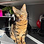 Mao a rejoint le concours — aidez-le/la à gagner de superbes lots ! cat, tabby, kitchen, counter, sunlight, bonsai, microwave, coffee_machine, pet, whiskers, animal, feline, domestic, golden_eyes, striped, curious, indoor, shadow, household, cozy