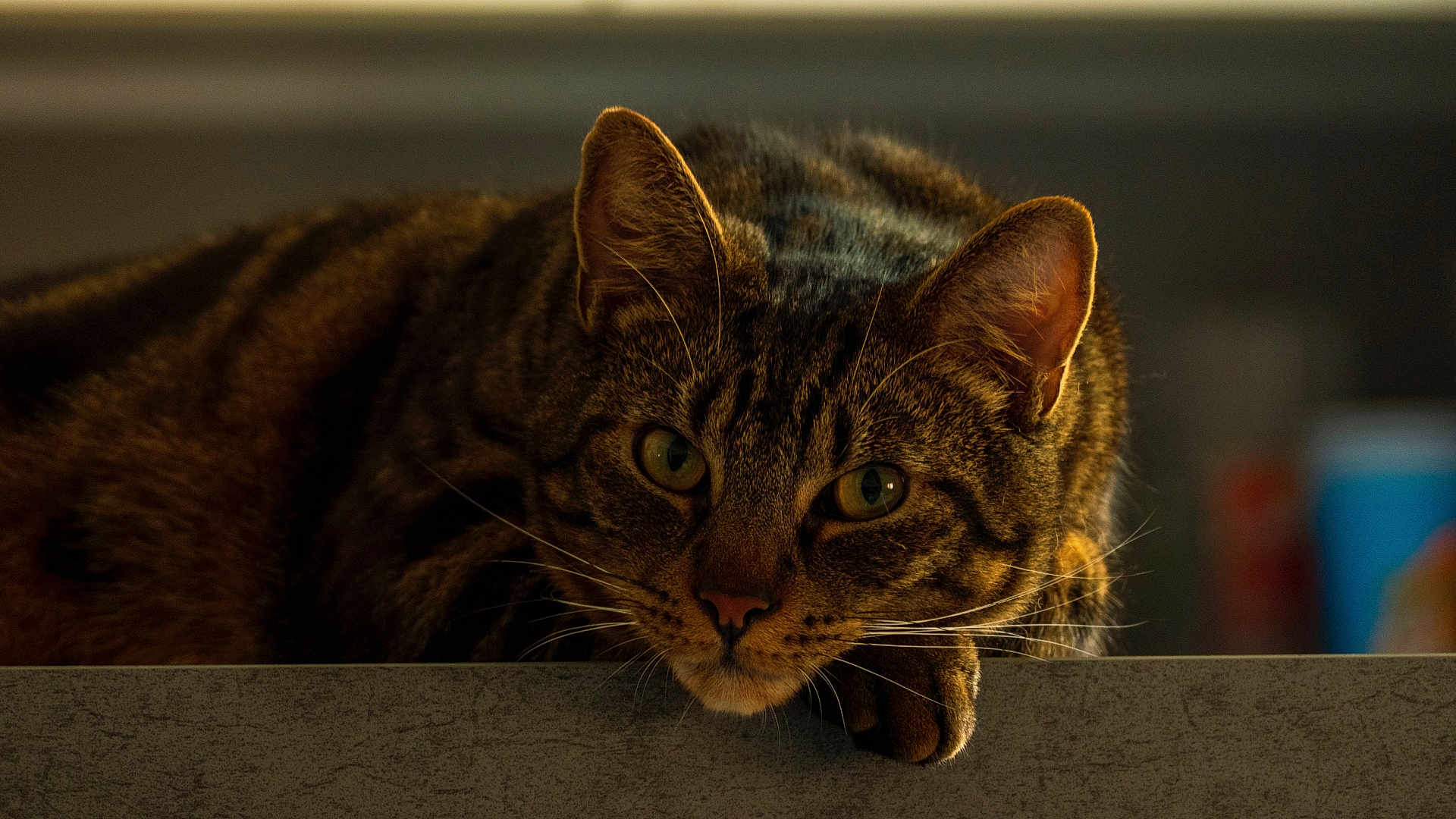 Mao a rejoint le concours — aidez-le/la à gagner de superbes lots ! cat, tabby, animal, pet, feline, whiskers, ears, fur, closeup, portrait, resting, indoor, face, eyes, paw, laying, looking, cute, mammal, domestic