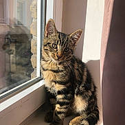 Mao participe au concours pour gagner de l'argent avec cette photo : cat, kitten, tabby, windowsill, reflection, sunlight, indoor, curtain, feline, pet, animal, whiskers, ears, tail, sitting, cozy, shadow, window, decor, cute