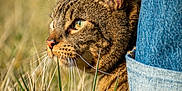 Mao a rejoint le concours — aidez-le/la à gagner de superbes lots ! cat, tabby_cat, grass, outdoor, side_view, close_up, jeans, footwear, sneakers, animal, pet, nature, sunlight, whiskers, ears, greenery, mammal, fur, daytime, person