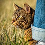 animal, cat, close_up, daytime, ears, footwear, fur, grass, greenery, jeans, mammal, nature, outdoor, person, pet, side_view, sneakers, sunlight, tabby_cat, whiskers