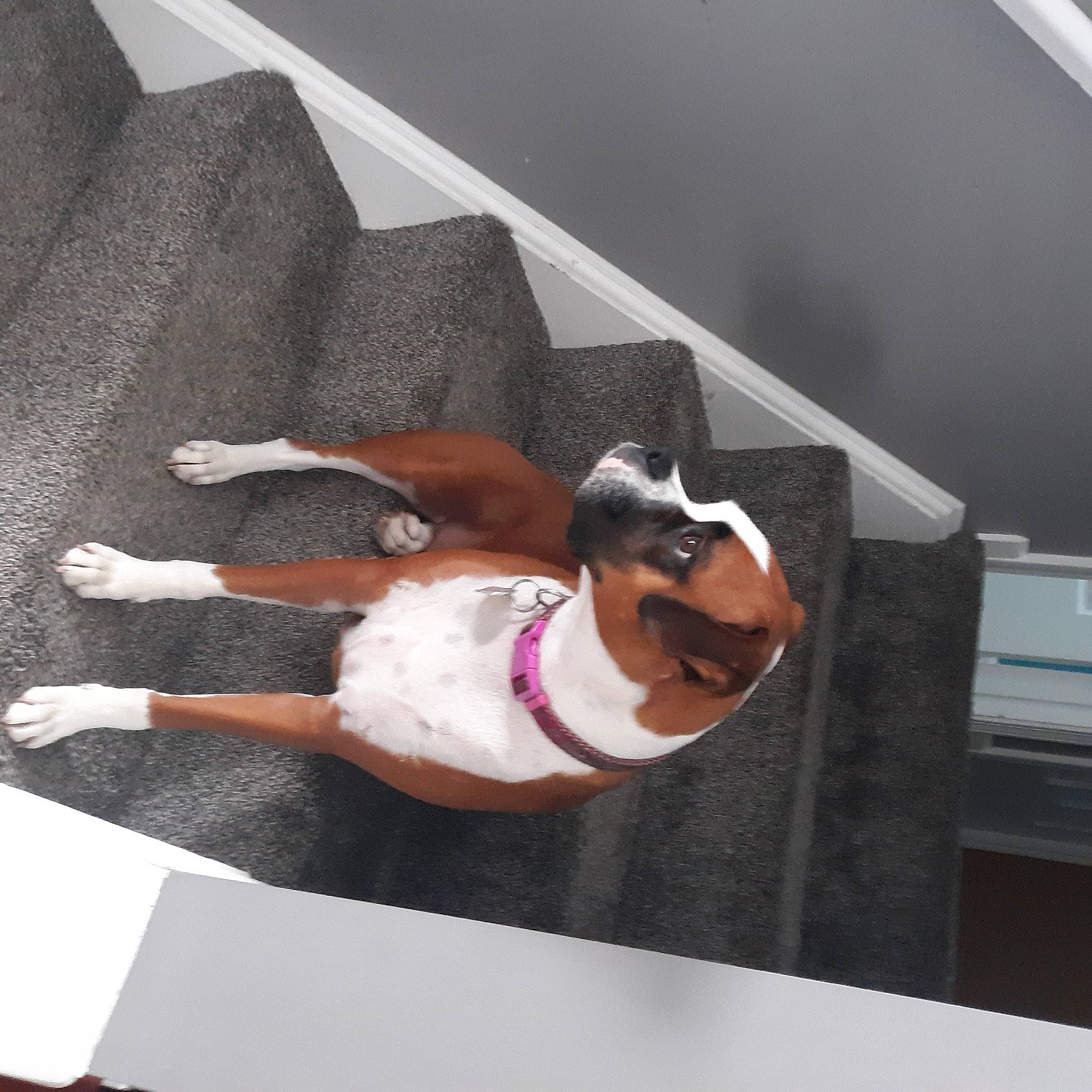 Sugar joined the competition — help win amazing prizes! canidae, carnivore, collar, comfort, companion_dog, couch, dog, dog_breed, dog_supply, eyewear, fawn, flooring, linens, non_sporting_group, pet_supply, rectangle, room, sporting_group, sunglasses