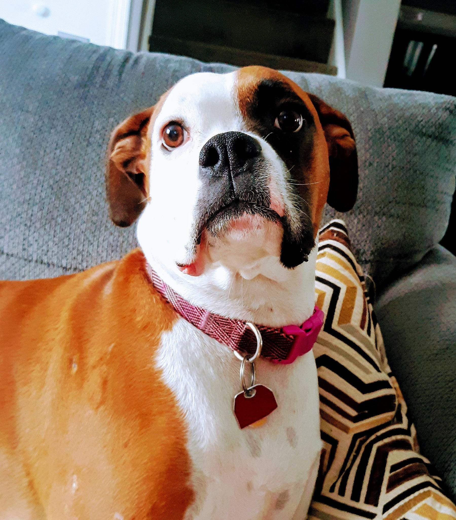 Sugar is registered to the contest to win money with this photo: boxer, canidae, carnivore, collar, comfort, companion_dog, dog, dog_breed, dog_collar, dog_supply, eyewear, fawn, fur, leash, liver, pet_supply, snout, sporting_group, whiskers, working_animal