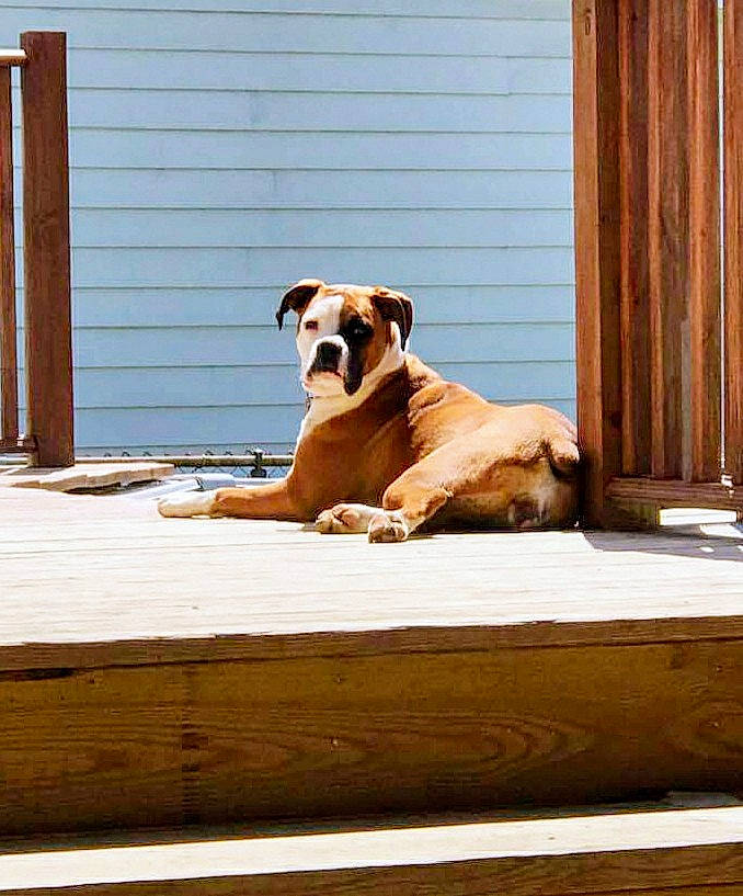 Sugar joined the competition — help win amazing prizes! canidae, carnivore, comfort, companion_dog, dog, dog_breed, door, fawn, floor, flooring, hardwood, snout, sporting_group, tail, terrestrial_animal, tints_and_shades, window, wood, working_animal, working_dog