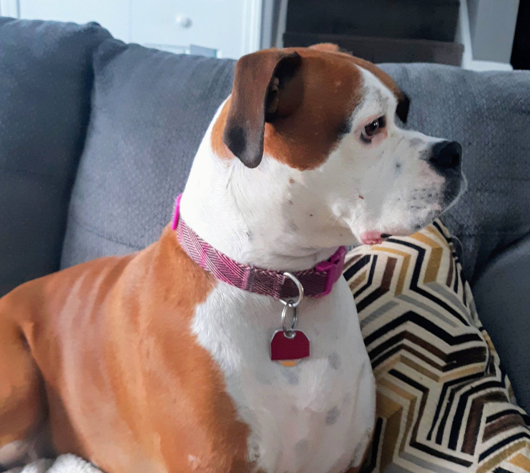 Sugar is registered to the contest to win money with this photo: canidae, carnivore, collar, companion_dog, couch, dog, dog_breed, dog_collar, dog_supply, fawn, hunting_dog, leash, liver, non_sporting_group, pet_supply, snout, sporting_group, whiskers, white, working_animal