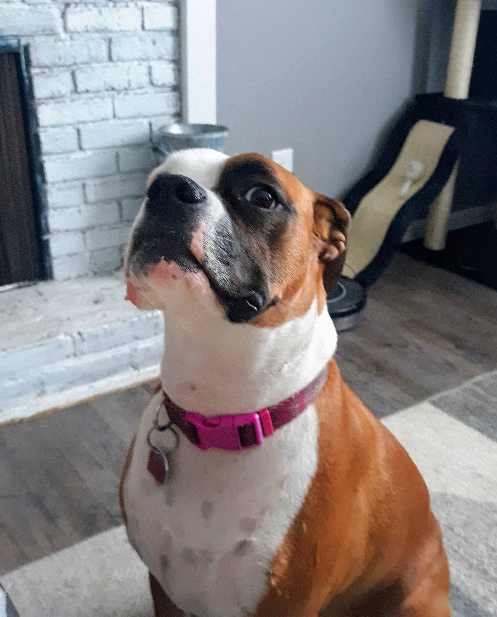 Sugar joined the competition — help win amazing prizes! boxer, canidae, carnivore, chair, collar, companion_dog, dog, dog_breed, dog_collar, dog_supply, fawn, flooring, giant_dog_breed, molosser, pet_supply, snout, sporting_group, whiskers, working_animal, working_dog