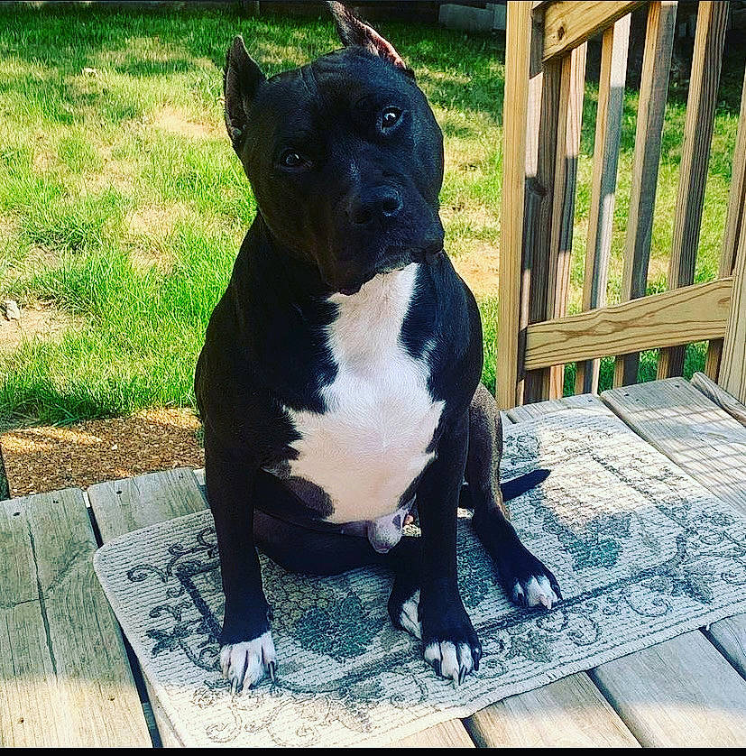 Diszel joined the competition — help win amazing prizes! bulldog, carnivore, chair, collar, companion_dog, dog, dog_breed, dog_collar, eye, fawn, flooring, grass, molosser, plant, rectangle, snout, sporting_group, tail, whiskers, working_animal