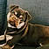 Mugsy