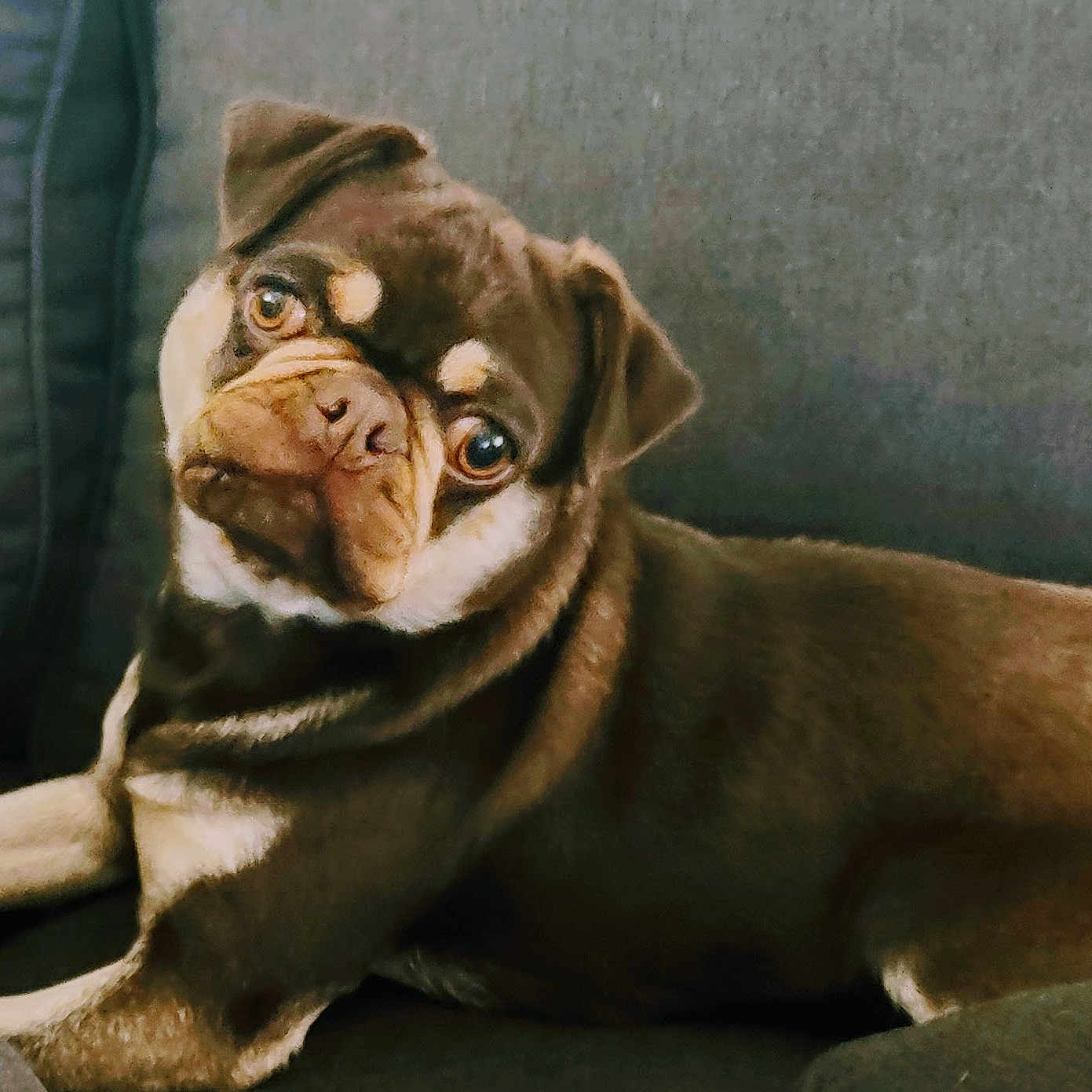 Mugsy joined the competition — help win amazing prizes! animal, brown, canine, closeup, companion, couch, cute, dog, domestic, ears, expression, face, fur, head_tilt, indoor, looking, pet, portrait, pug, resting