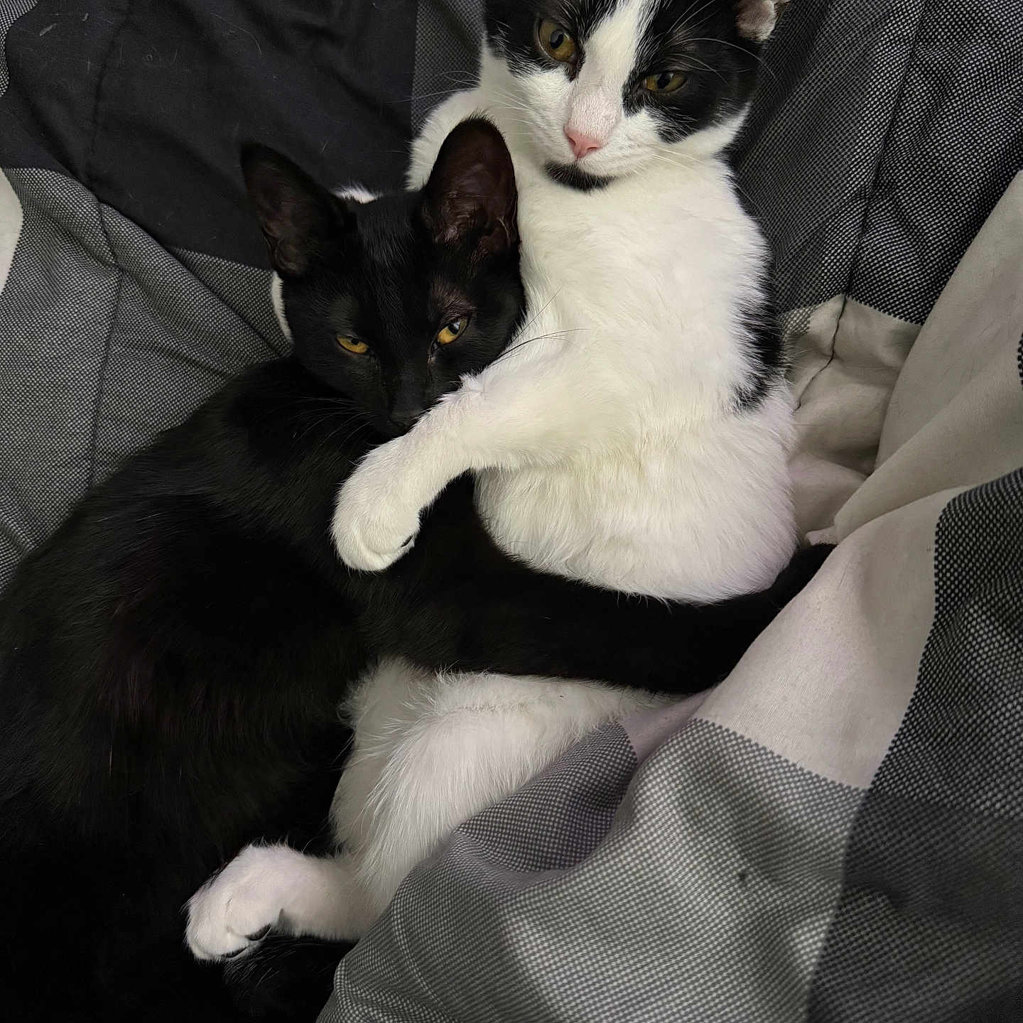 Oreo And Midnight is registered to the contest to win money with this photo: animal, bed, black_and_white_cat, black_cat, blanket, cat, close_up, companion, cozy, cute, domestic_animal, ears, feline, fur, hugging, pets, resting, sleepy, snuggling, whiskers