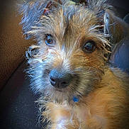 Bear is registered to the contest to win money with this photo: puppy, dog, fur, eyes, nose, pet, cute, portrait, indoor, relaxing, closeup, animal, mammal, whiskers, ears, furry, adorable, young, companion, fluffy