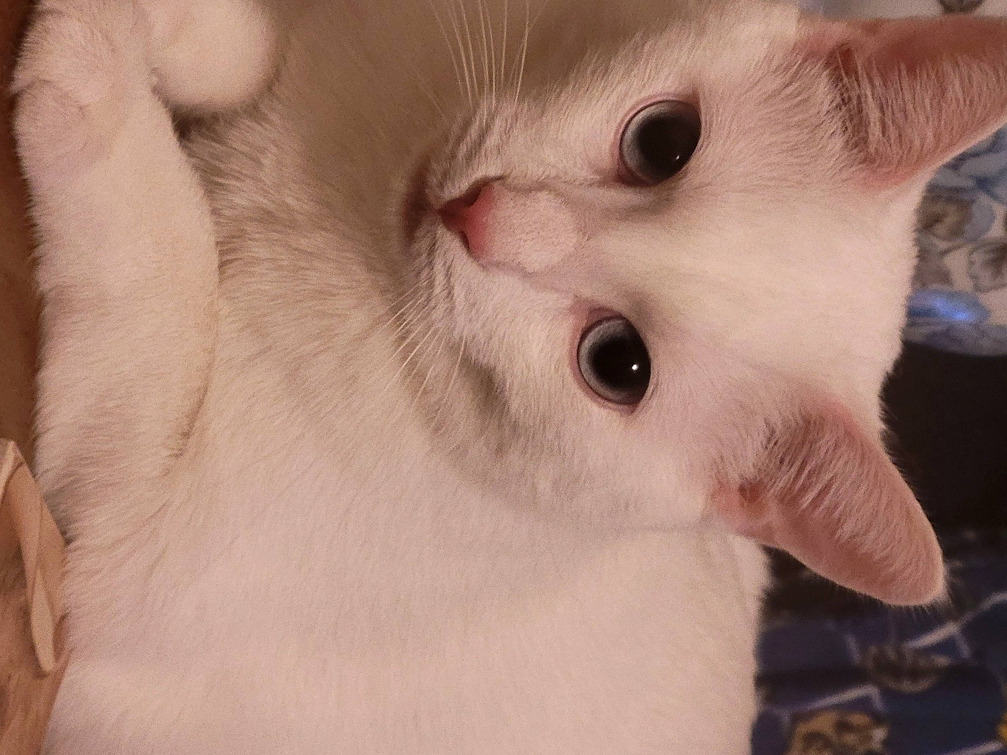 Snowball joined the competition — help win amazing prizes! carnivore, cat, claw, domestic_short_haired_cat, ear, eyelash, fang, fawn, felidae, fur, nose, paw, small_to_medium_sized_cats, snout, whiskers