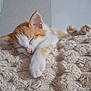 kitten, cat, sleeping, paws, orange, white, fur, blanket, cozy, cute, pet, animal, rest, indoor, soft, texture, peaceful, nap, adorable, feline