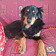 Sky a rejoint le concours — aidez-le/la à gagner de superbes lots ! dog, black_and_tan, canine, pet, couch, indoor, fur, paw, resting, sofa, mammal, animal, seat, patterned, red, brown, relaxed, looking_at_camera, household, companion