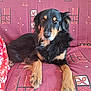 dog, black_and_tan, canine, pet, couch, indoor, fur, paw, resting, sofa, mammal, animal, seat, patterned, red, brown, relaxed, looking_at_camera, household, companion
