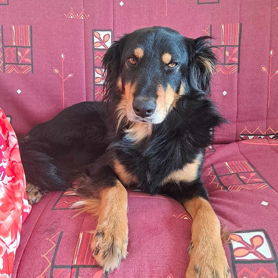 Sky a rejoint le concours — aidez-le/la à gagner de superbes lots ! animal, black_and_tan, brown, canine, companion, couch, dog, fur, household, indoor, looking_at_camera, mammal, patterned, paw, pet, red, relaxed, resting, seat, sofa