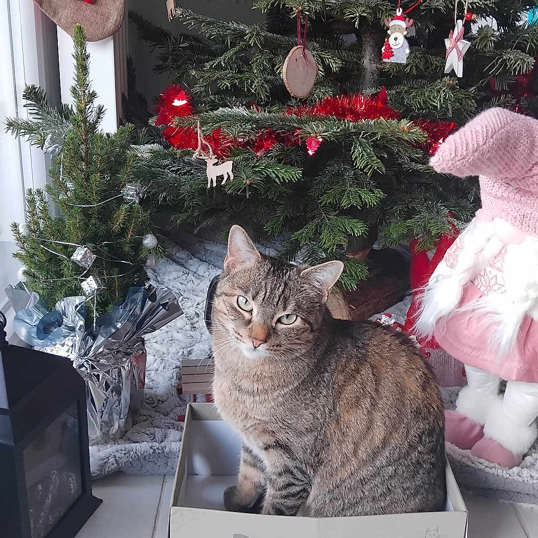 Plume a rejoint le concours — aidez-le/la à gagner de superbes lots ! animal, cardboard_box, cat, christmas_decorations, christmas_tree, face, festive, floor_tiles, gift_box, holiday, indoor, lantern, ornaments, pet, plants, plush_toy, sitting, stocking, tabby_cat, window