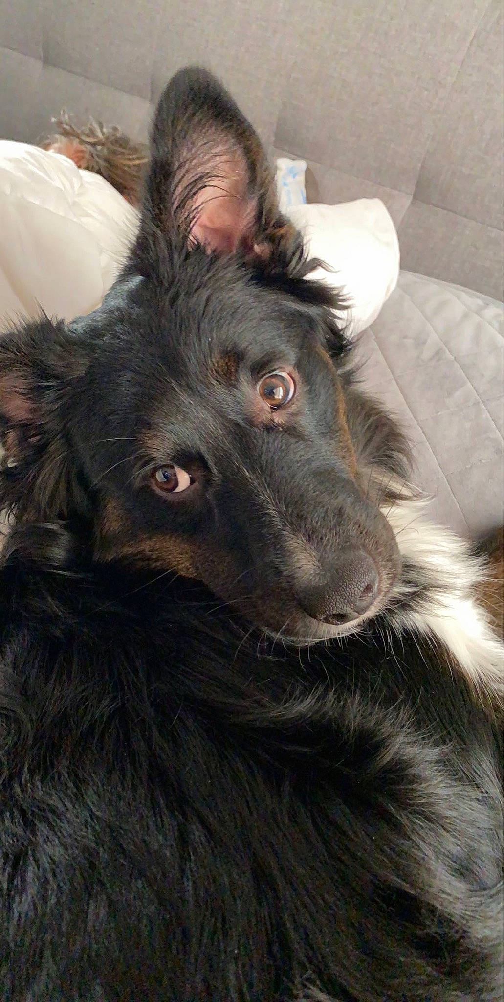 Watson is registered to the contest to win money with this photo: canidae, carnivore, companion_dog, couch, dog, dog_breed, fur, guard_dog, herding_dog, iris, king_shepherd, living_room, snout, sofa_bed, sporting_group, terrestrial_animal, vertebrate, whiskers, working_animal, working_dog