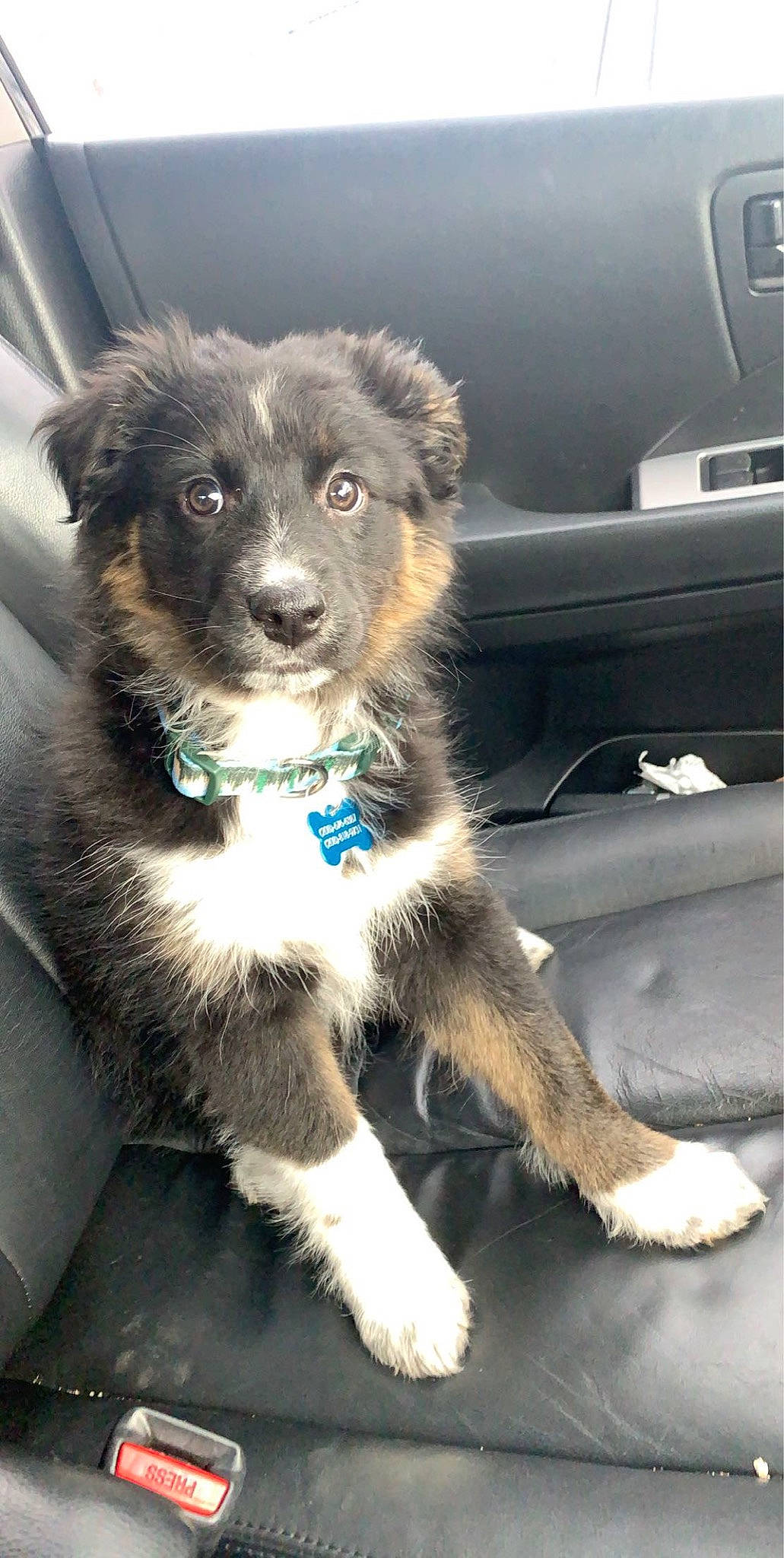 Watson joined the competition — help win amazing prizes! aidi, canidae, carnivore, collar, companion_dog, dog, dog_breed, dog_collar, dog_supply, fur, leash, pet_supply, snout, sporting_group, vehicle_door, vertebrate, whiskers, working_animal, working_dog