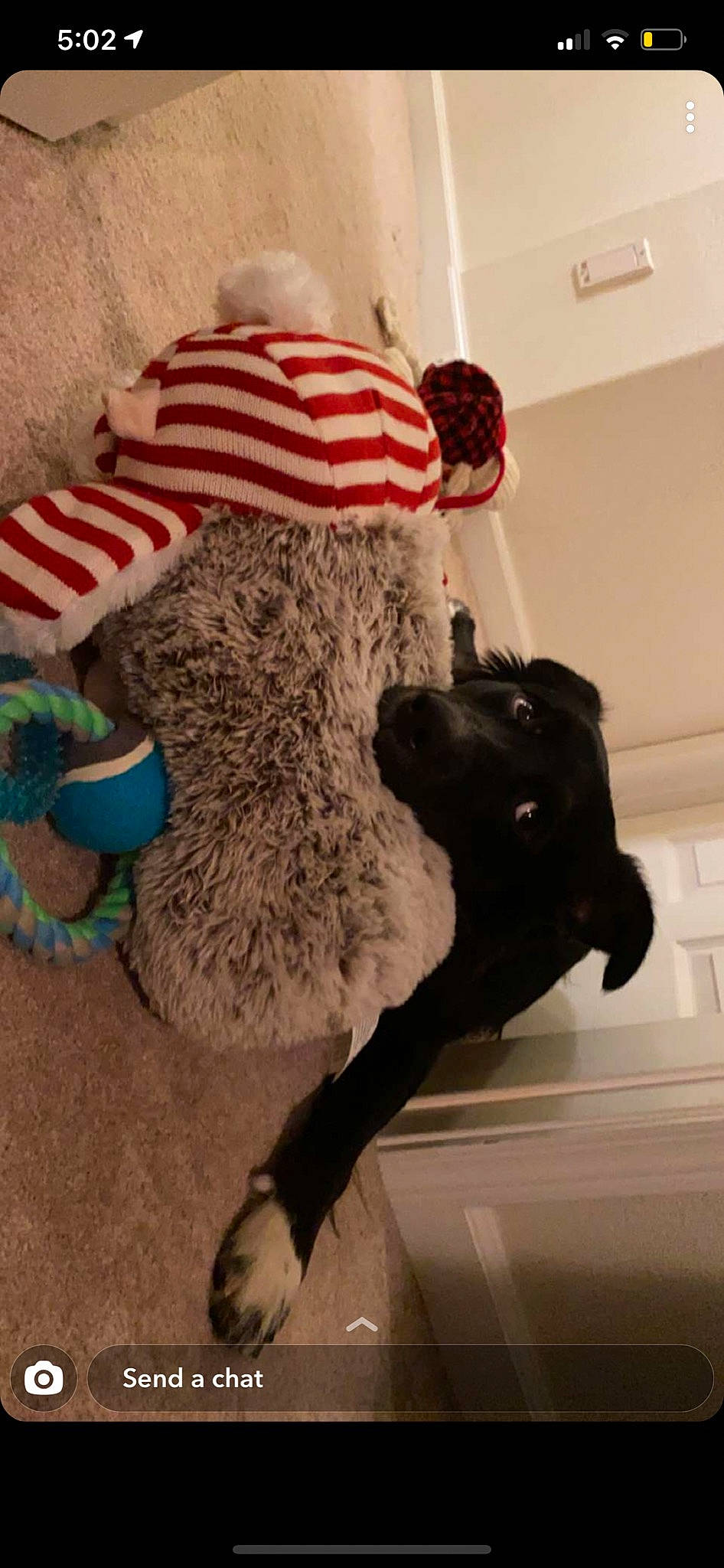 Watson is registered to the contest to win money with this photo: canidae, carnivore, companion_dog, dog, dog_breed, dog_supply, fur, home_accessories, non_sporting_group, pet_supply, plush, sporting_group, standard_poodle, stuffed_toy, textile, toy, vertebrate, water_dog, working_animal, working_dog