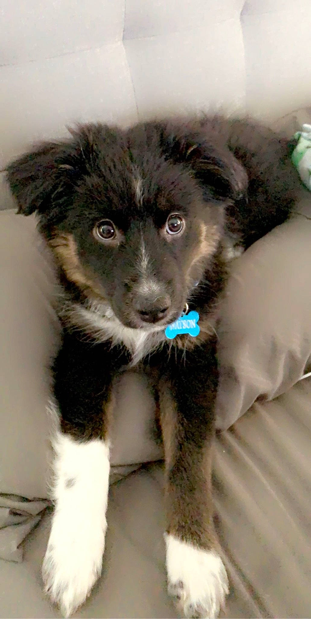 Watson is registered to the contest to win money with this photo: aidi, canidae, carnivore, collar, companion_dog, dog, dog_breed, dog_collar, fur, iris, puppy, snout, sporting_group, street_dog, vertebrate, whiskers, working_animal, working_dog