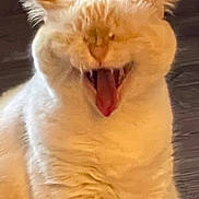 Weezer joined the competition — help win amazing prizes! cat, white_cat, yawn, mouth_open, tongue, teeth, ears, fur, indoor, wooden_floor, pet, animal, closeup, blurry, face, expression, feline, cute, domestic_cat, mammal