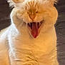 cat, white_cat, yawn, mouth_open, tongue, teeth, ears, fur, indoor, wooden_floor, pet, animal, closeup, blurry, face, expression, feline, cute, domestic_cat, mammal