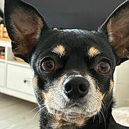 Ruby a rejoint le concours — aidez-le/la à gagner de superbes lots ! animal, black_and_tan, brown_eyes, cabinet, canine, close_up, companion, curious, cute, dog, domestic, face, furniture, indoor, large_ears, pet, portrait, snout, whiskers, wooden_floor