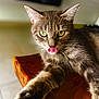 Azur participe au concours pour gagner de l'argent avec cette photo : cat, tabby, pet, animal, fur, tongue, green_eyes, paw, wooden_surface, close_up, indoor, relaxed, playful, whiskers, ears, face, cute, domestic_cat, mammal, feline