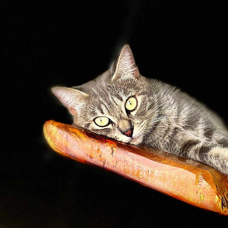 Azur participe au concours pour gagner de l'argent avec cette photo : animal, cat, closeup, cute, dark_background, ears, feline, fur, head, indoor, paw, pet, portrait, relaxed, resting, sleepy, tabby, whiskers, wood, yellow_eyes