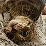 cat, tabby, upside_down, green_eyes, whiskers, fur, pet, domestic_animal, cute, bed, blanket, floral_pattern, indoor, resting, curious, closeup, animal_face, soft, relaxed, cozy