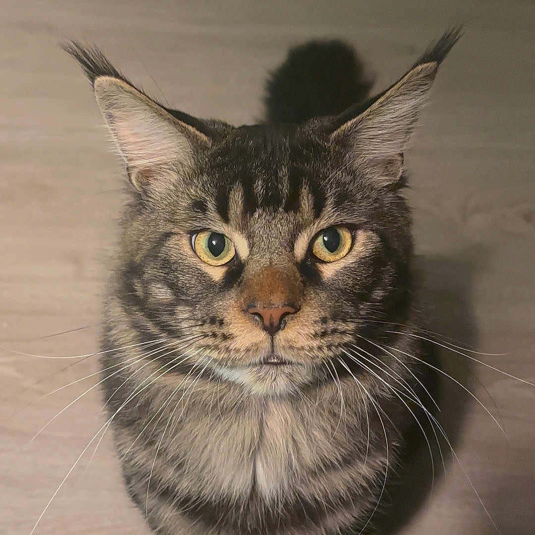 Uryo