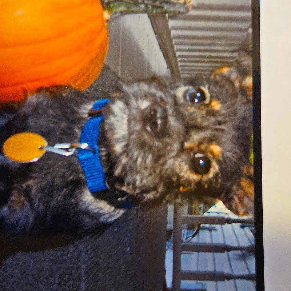 Sophia joined the competition — help win amazing prizes! calabaza, canidae, carnivore, companion_dog, cucurbita, dog, dog_breed, electric_blue, fur, gourd, liver, natural_foods, pumpkin, sporting_group, squash, toy_dog, vegetable, water_dog, winter_squash, yorkipoo