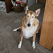 Aggie joined the competition — help win amazing prizes! dog, pet, indoor, carpet, hallway, basket, gnome, plush_toy, sitting, ears_up, brown_and_white, looking_at_camera, floor, door, wood_panel, bench, home_interior, paw, portrait, cozy