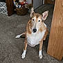 dog, pet, indoor, carpet, hallway, basket, gnome, plush_toy, sitting, ears_up, brown_and_white, looking_at_camera, floor, door, wood_panel, bench, home_interior, paw, portrait, cozy