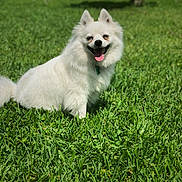 Molly is registered to the contest to win money with this photo: dog, white_dog, grass, outdoor, pet, happy, tongue_out, fur, smiling, sunny, nature, animal, canine, greenery, daylight, playful, cute, fluffy, park, sitting