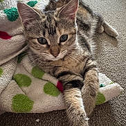 Kitty is registered to the contest to win money with this photo: cat, kitten, tabby, feline, pet, animal, cute, paws, fur, whiskers, blanket, polka_dots, carpet, indoor, resting, relaxed, close_up, soft_texture, young, domestic
