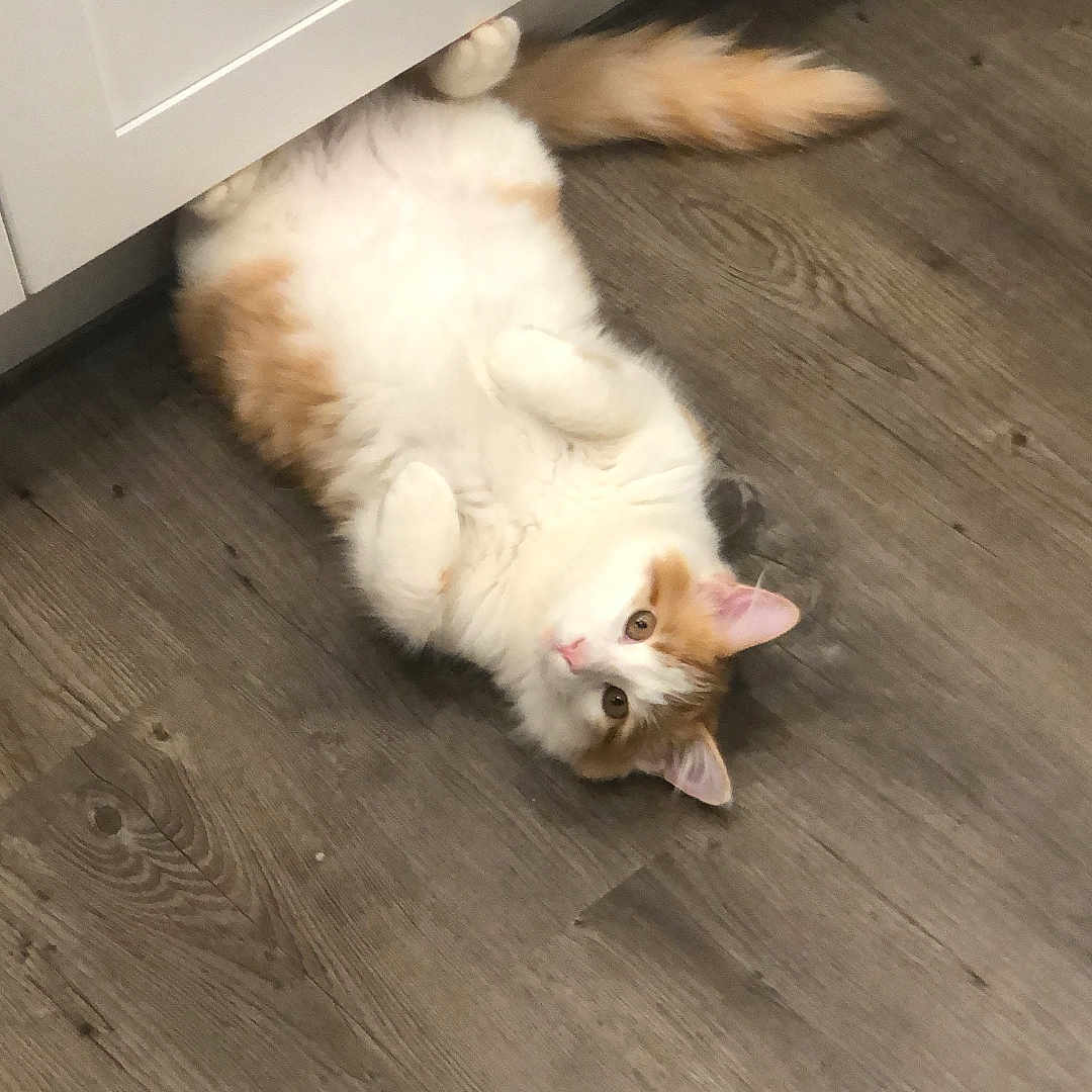 Oliver is registered to the contest to win money with this photo: animal, belly_up, cabinet, cat, curious, domestic_cat, ears, floor, fluffy, fur, household, indoor, lying_down, orange_and_white, pet, playful, relaxed, tail, whiskers, wooden_floor