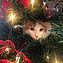 Oliver is registered to the contest to win money with this photo: cat, christmas_tree, holiday, ornament, lights, decorations, red, green, curious, pet, animal, festive, closeup, face, whiskers, pine_needles, indoor, cute, playful, christmas