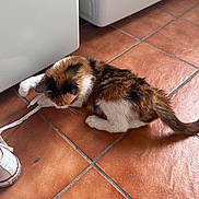 Gracie is registered to the contest to win money with this photo: cat, calico, shoelace, playful, floor, tile, white, sneaker, pet, indoor, animal, fur, paw, tail, curiosity, domestic, cute, mischievous, footwear, playing