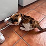 cat, calico, shoelace, playful, floor, tile, white, sneaker, pet, indoor, animal, fur, paw, tail, curiosity, domestic, cute, mischievous, footwear, playing