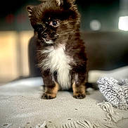 Apple a rejoint le concours — aidez-le/la à gagner de superbes lots ! puppy, dog, pet, fluffy, brown, white, blanket, soft, cute, animal, indoor, portrait, fur, small, young, domestic_animal, cozy, sitting, face, adorable