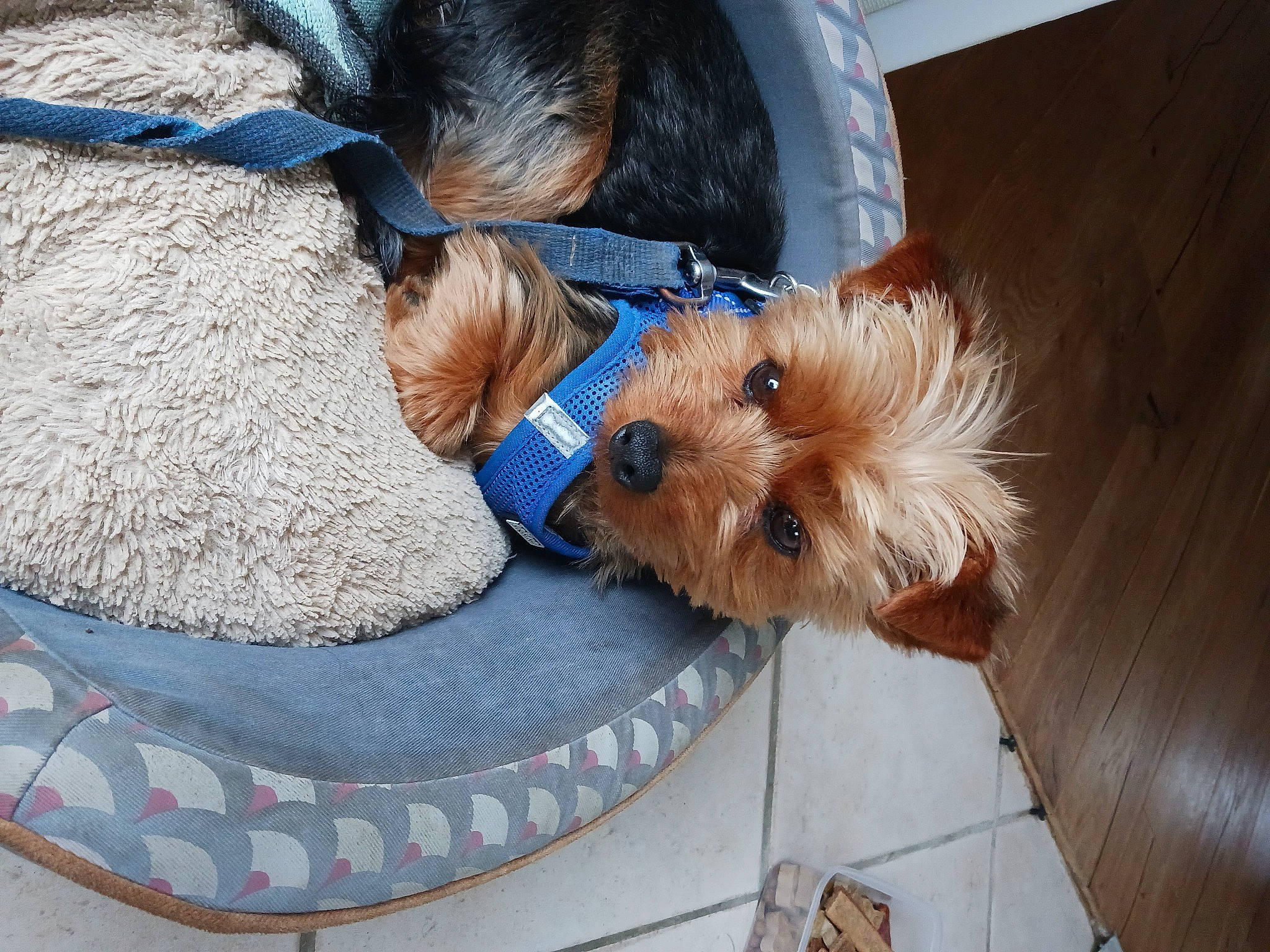 Stuart participe au concours pour gagner de l'argent avec cette photo : carnivore, collar, companion_dog, dog, dog_breed, dog_clothes, dog_collar, dog_supply, electric_blue, fawn, fur, liver, mammal, pet_supply, small_terrier, snout, sporting_group, terrier, toy_dog, working_animal