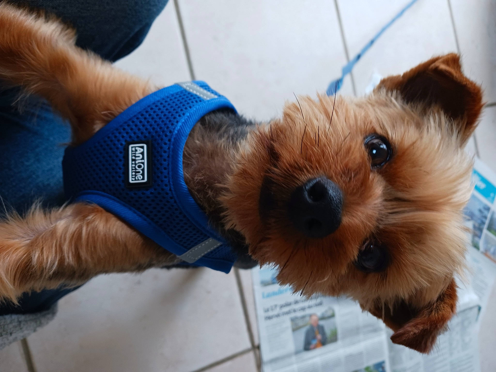 Stuart a rejoint le concours — aidez-le/la à gagner de superbes lots ! airedale_terrier, canidae, carnivore, companion_dog, dog, dog_breed, electric_blue, fawn, fur, puppy, small_terrier, sporting_group, terrestrial_animal, terrier, toy, toy_dog, welsh_terrier, working_animal, wrist