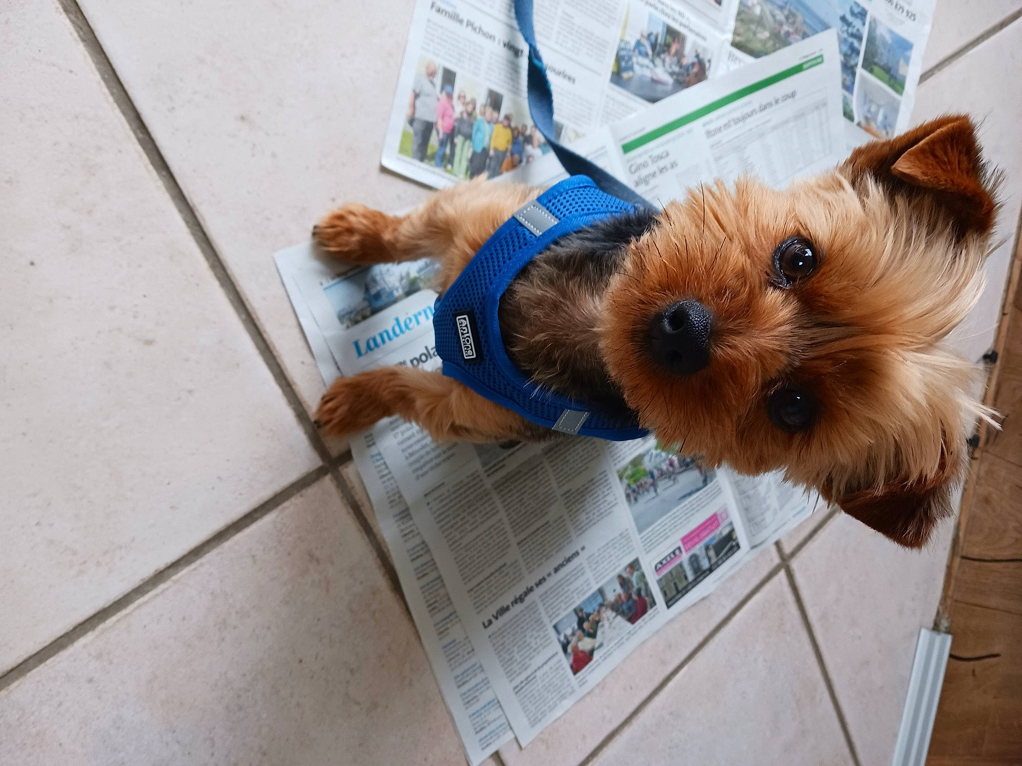 Stuart participe au concours pour gagner de l'argent avec cette photo : canidae, carnivore, companion_dog, dog, dog_breed, dog_clothes, dog_supply, fawn, flooring, fur, liver, newspaper, pet_supply, small_terrier, snout, sporting_group, sunglasses, terrier, toy_dog, working_animal