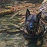 dog, wet_dog, creek, stream, water, outdoor, nature, river, rocky_streambed, wet_fur, pointed_ears, animal_portrait, reflection, ripples, sunlight, forest, swimming, red_collar, black_and_brown_fur, close_up