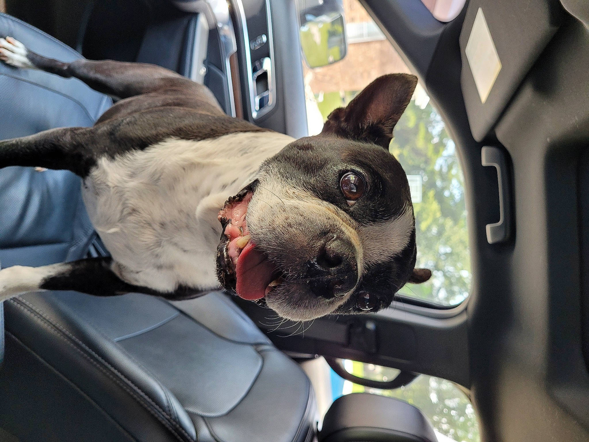 Chopper is registered to the contest to win money with this photo: auto_part, automotive_exterior, automotive_lighting, car, carnivore, collar, companion_dog, dog, dog_breed, dog_collar, fawn, motor_vehicle, snout, sporting_group, steering_wheel, vehicle, vehicle_door, whiskers, windshield, working_animal