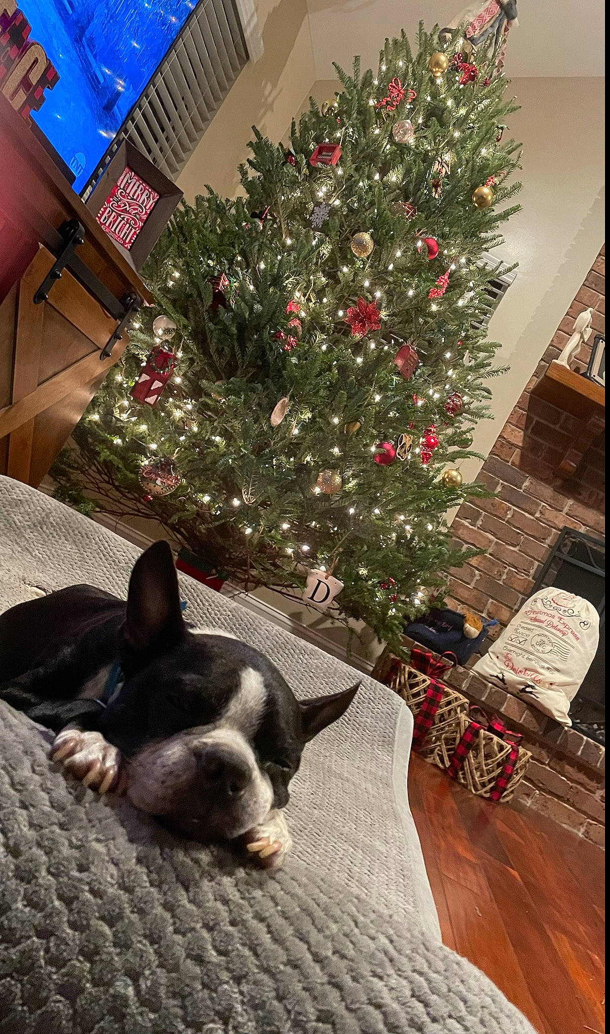 Chopper is registered to the contest to win money with this photo: carnivore, christmas_decoration, christmas_ornament, christmas_tree, companion_dog, dog, dog_breed, event, fawn, felidae, holiday_ornament, ornament, plant, snout, tints_and_shades, toy_dog, tree, whiskers, white, working_animal