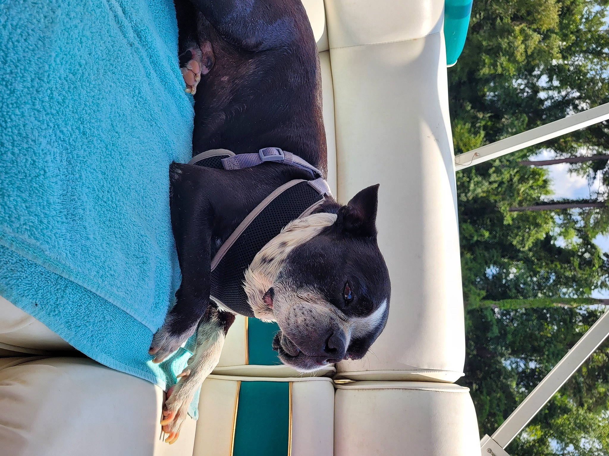 Chopper is registered to the contest to win money with this photo: canidae, carnivore, collar, companion_dog, dog, dog_breed, dog_supply, electric_blue, fawn, felidae, fur, human_leg, non_sporting_group, pet_supply, small_to_medium_sized_cats, snout, sporting_group, tail, tree, whiskers